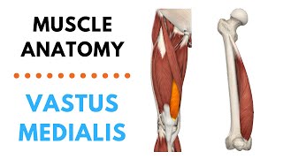 Vastus Medialis | Muscle Anatomy | Joetherapy