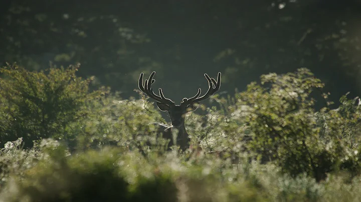 Knepp: From Farm to Wildlands