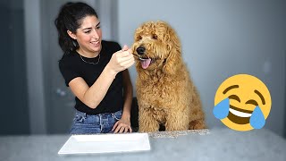 😅 my DOG REACTS to INVISIBLE FOOD challenge | F1 goldendoodle edition