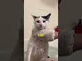 This Cat Loves Bath Time Twiniboo 