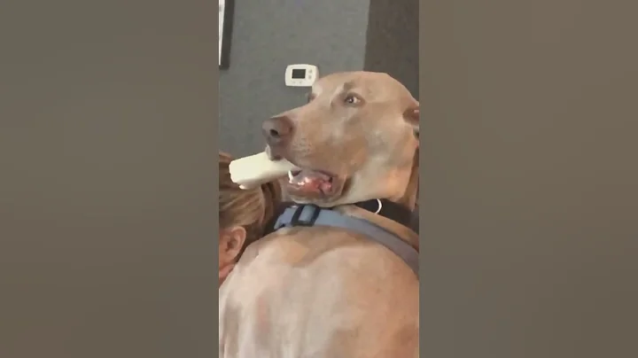 Funny dog #fouryou #funny #fouryourpag #happy #cute #pets #puppy #dog