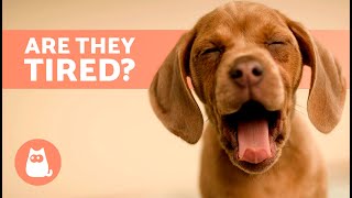 Why Do DOGS YAWN So Much?  | Understanding Canine Language