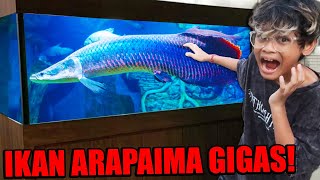 BELI IKAN ARAPAIMA GIGAS TERBESAR PENGHUNI SUNGAI AMAZON!!!