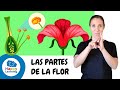 Descubriendo los Secretos de las Flores