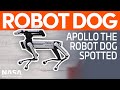 Apollo the Robot Dog Spotted at Starbase | SpaceX Boca Chica