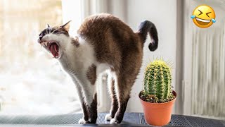 Funniest Animals 😄 New Funny Cats and Dogs Videos 😹🐶 by Pet Hub 1,825 views 13 days ago 14 minutes, 45 seconds