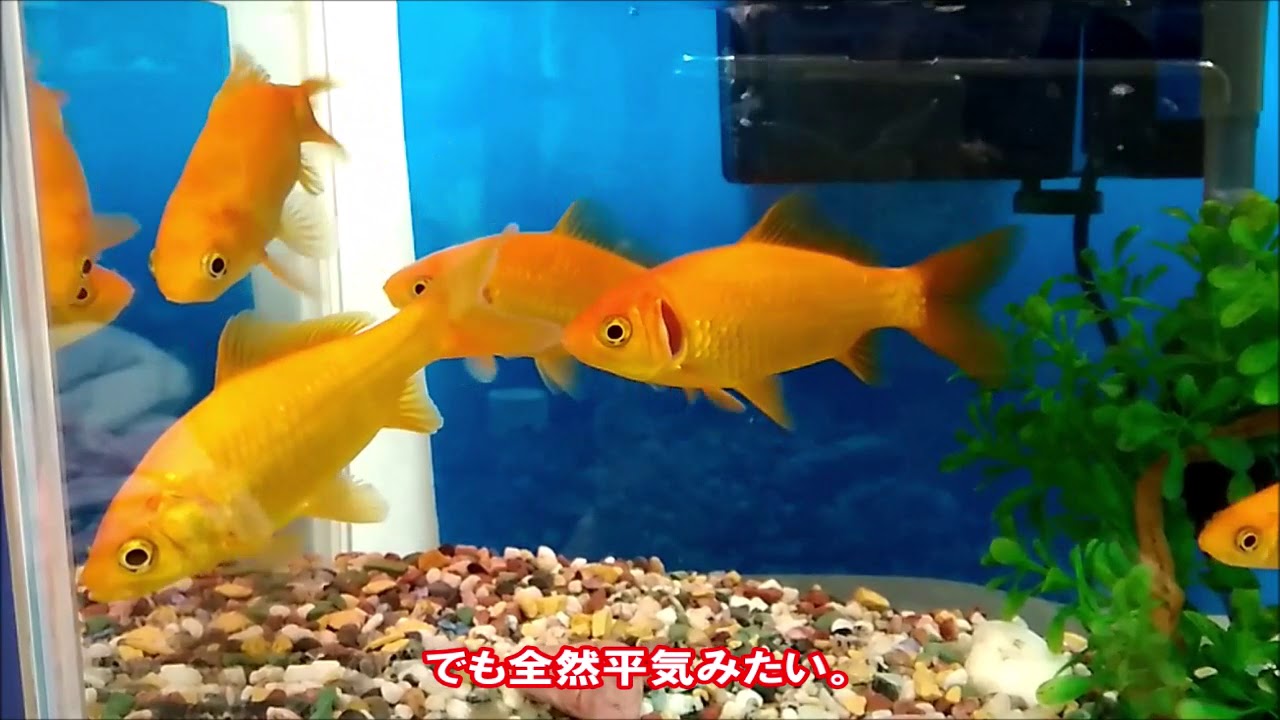 2年ほど前に購入した金魚 エラめくれ か エラ病 か Youtube