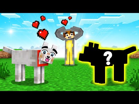 My Pet Dog