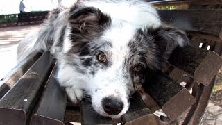 Cheza - 10 months Border Collie by The Xtreme Dogs 58,103 views 9 years ago 3 minutes, 46 seconds