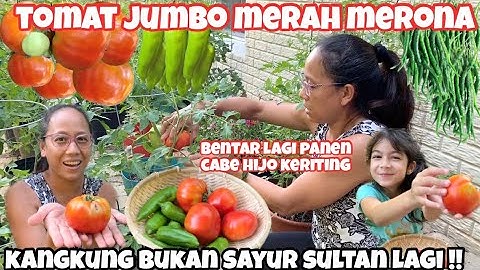PANEN TOMAT RAKSASA DAN CABE JUMBO DI KEBUN SENDIRI || UPDATE KEBUN MINI DI BELAKANG RUMAH