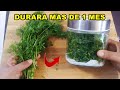 El CILANTRO se conserva  fresco durante Muchos meses con este INCREIBLE truco / te SORPRENDERAS