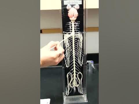Model of Cat Nervous System - YouTube