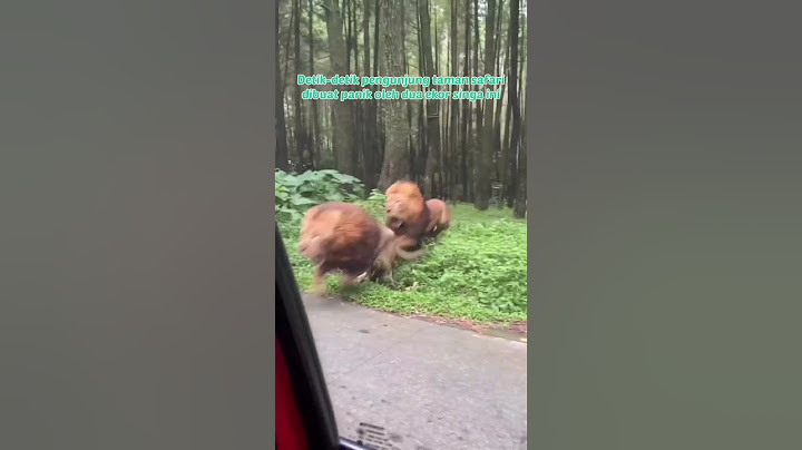 MOMEN SINGA NGAMUK DI TAMAN SAFARI #shorts