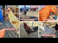 ✅MERCADO DE ANIMALES #21 PLAZA EL MORALILLO TEPEXI DE RODRIGUEZ #vacas #ganado #cebus🐮🐴🐏🐐