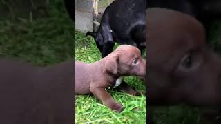 Patterdale Puppies From Alfie Pt 1