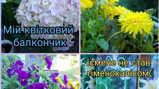 Мій квітковий балкончик. Ісмене не став гіменокалісом 😭. #українськийконтент #easycut #вирощування