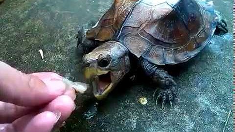 RÙA - Sa nhân ăn ốc sên (ốc ma) - 17/1/2017