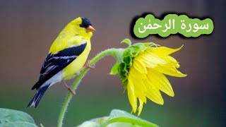 Surah Rahman | Ep - 0204 by Qari Raheel | سورہ رحمٰن 55 | Beautiful Recitation