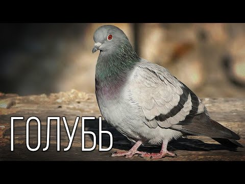 Видео: Можете ли вы угадать, какое животное Эдди Редмейн?