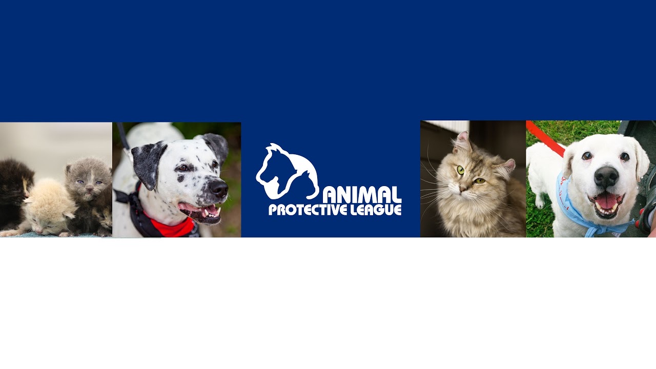 Animal Protective League Springfield IL Live Stream YouTube