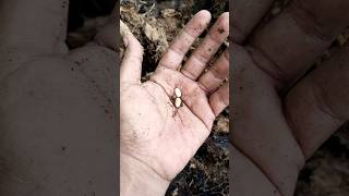 Take One, I Have A Lot Of Beetle Larvae