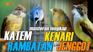 KOMBINASI KAPAS TEMBAK - RAMBATAN PARUH MERAH - CUCAK ENGGOT - KENARI