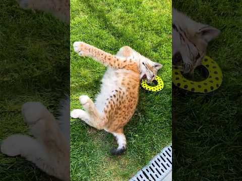 Многофункциональная игрушка для кошек 😺