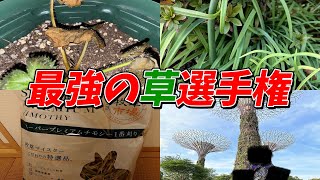 一番かっこいい草を探せ！その辺に生えてた最強の「草」選手権 - マインクラフト【Kun】