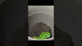 выращивание огурцов в домашних условиях , а также разведение карпов кои и комет