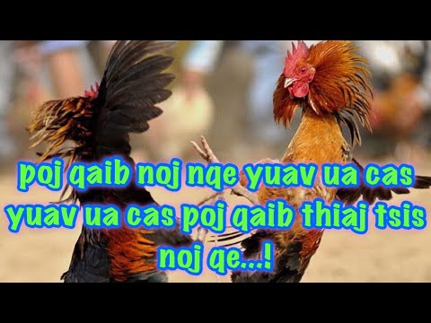 Video: Qaib yuav tsum noj nqaij?