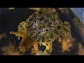 【カエルに】前回の動画のリオック♀ 逝く【食わせた】