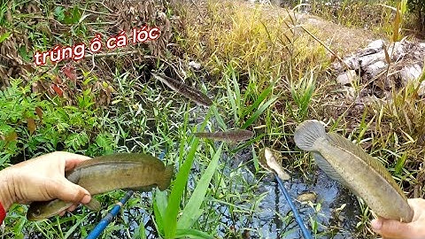 Mới Xuống Vợt Đã Lụm Lóc Bự Trúng Ổ Rô Phi Khủng Khiếp | kích cá miền tây