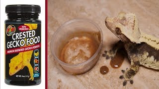 Is the new ZooMed Crested Gecko Food worth trying? Watch and find out!