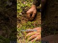 5 Hours Truffle Hunt Experience with Cooking Class ⭐5.0 | #Shorts