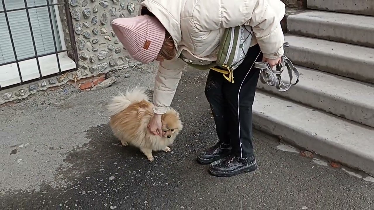 159. Дрессировка шпица в городе. - YouTube