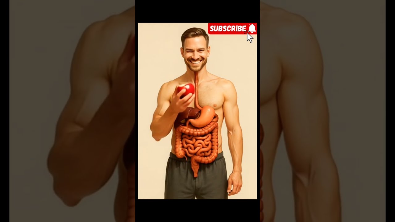 See Your Digestive System 