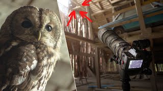 OWL PHOTOGRAPHY inside an old barn // Tips how to find OWLS