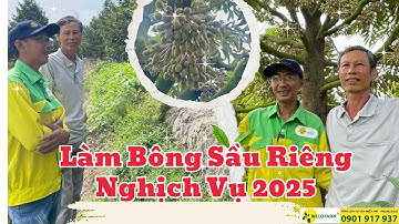 Sầu riêng nghịch vụ Miền Tây - Bông ra kín cây - Làm bông không hóa chất.