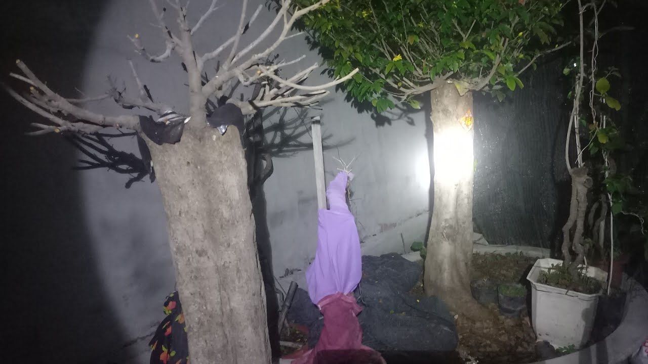 Chăm mai rừng sau tết