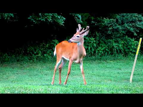 White Tailed Deer at Woods Edge HD Demo Reel V24358