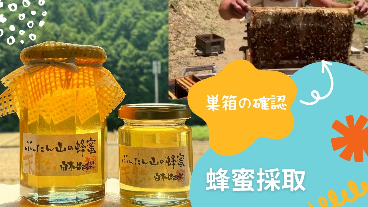 文旦屋 白木果樹園 蜂蜜採取の様子 一部分 です 美味しい蜂蜜を集めてくれる蜂たちと採取してくださる職人さんに感謝です Youtube 文旦屋 白木果樹園 蜂蜜採取の様子 一部分 です 美味しい蜂蜜を集めてくれる蜂たちと採取してくださる職人さんに感謝です Youtube