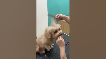 Nghe nói cắt 2 mái đang là trend - Poodle cắt tỉa 2 mái ấn tượng | Spa cùng VuiPet