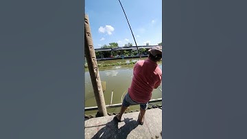 cá thác lác to khủng#ThinhNhaTrangAđu👌