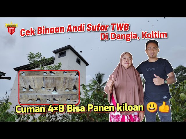 Cuman 4×8 Bisa Panen Kiloan 😀👍. Luar Biasa Binaan Andi Sufar di Dangia, Kolaka Timur 👍 class=