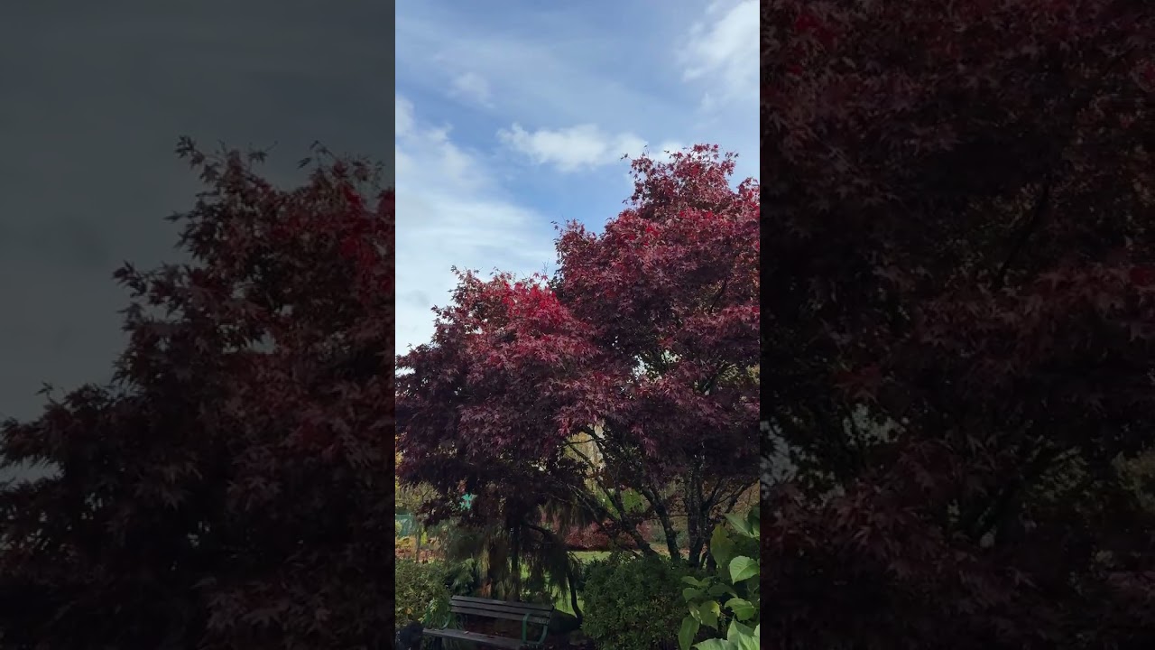 Bear Creek Halloween And Mid Fall Season Changes Vertical Format