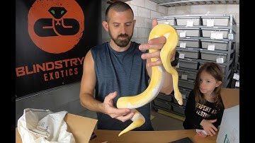 VLOG 29 - DREAMSICLE BALL PYTHON UNBOXING!