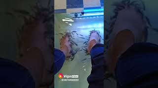 Fish Spa