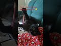 #viral #cat Recovery journey from streets to home 🏡, week 1.