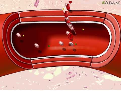 Video: ¿Durante la coagulación de la sangre se produce fibrina?