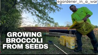 How to Grow Broccoli in Planters - 2024 by Gardener In A War 27 views 1 day ago 6 minutes, 59 seconds